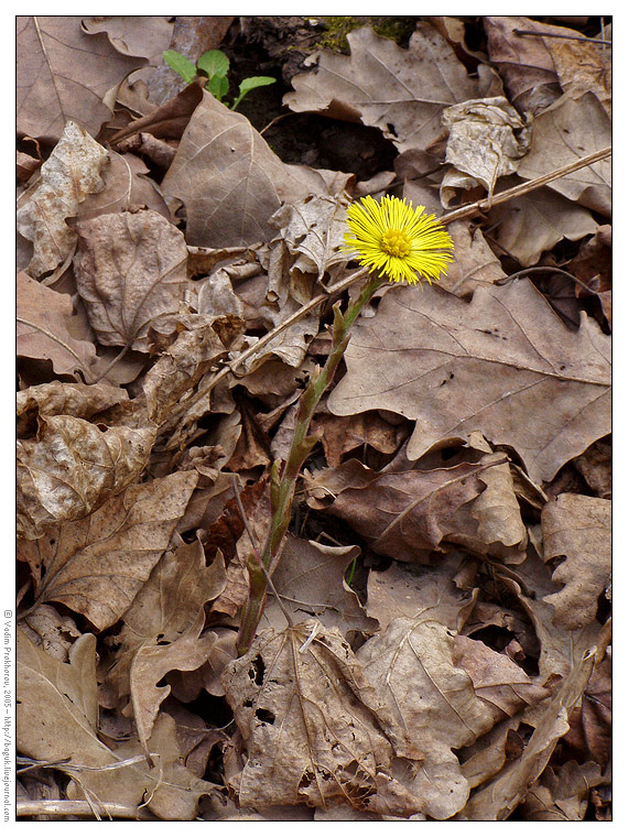 Image of Tussilago farfara specimen.