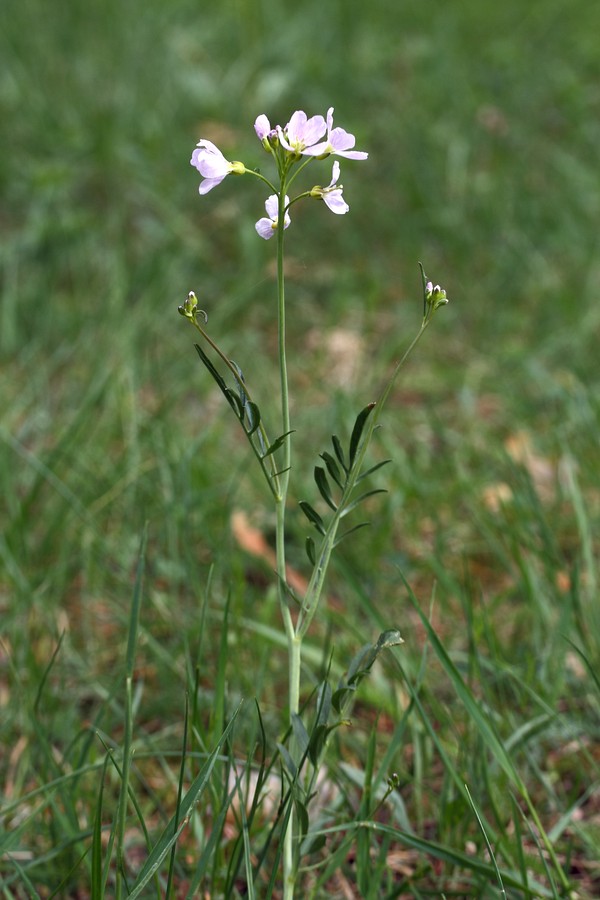 Изображение особи Cardamine pratensis.