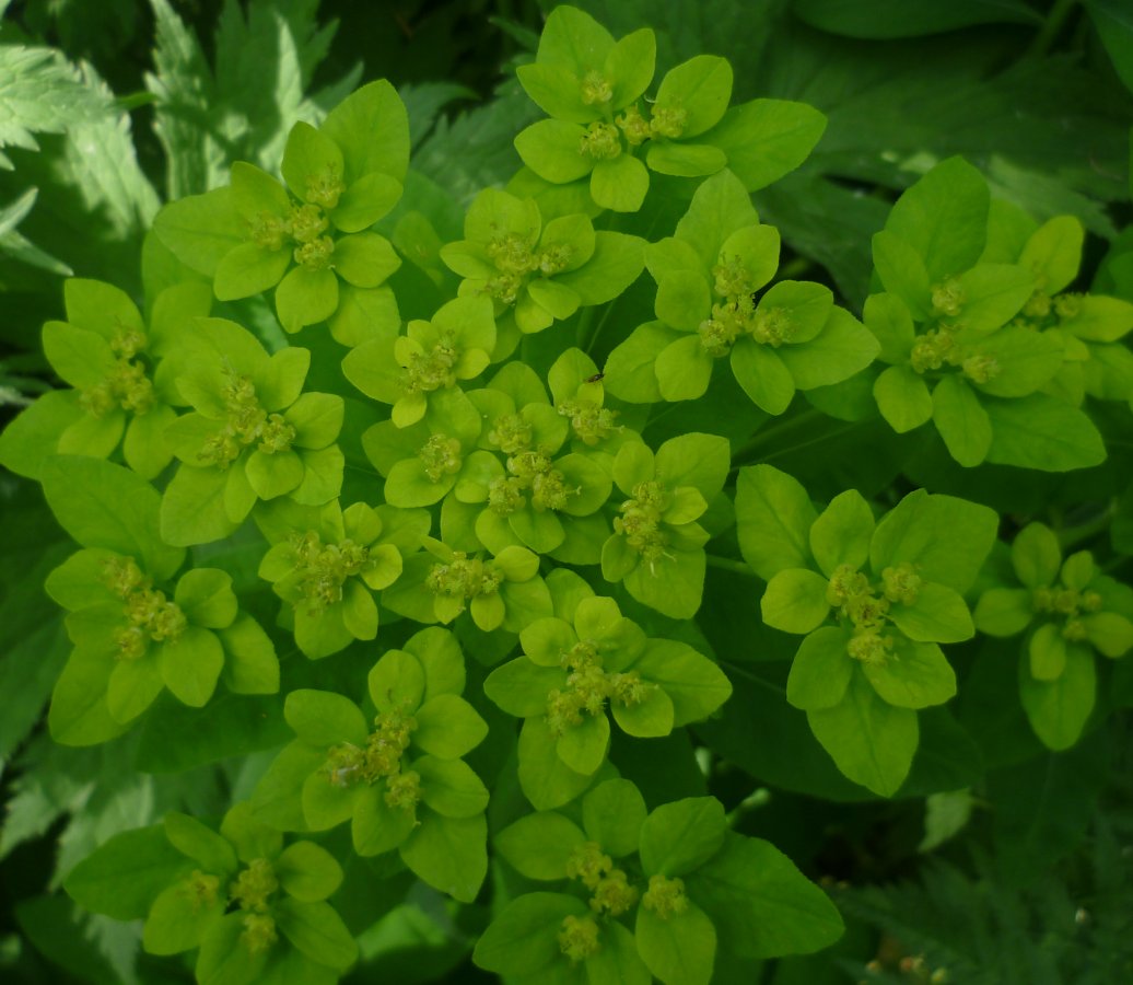 Image of Euphorbia pilosa specimen.