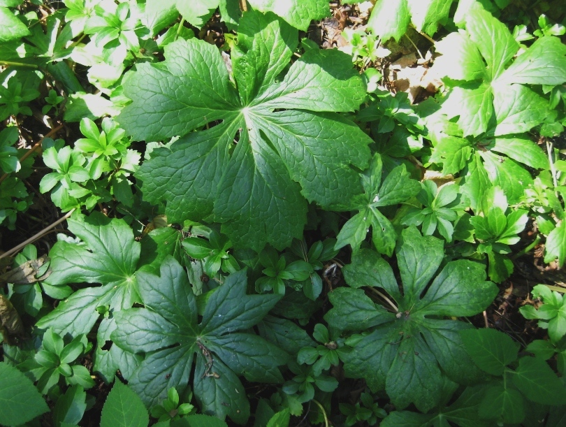 Image of Podophyllum peltatum specimen.