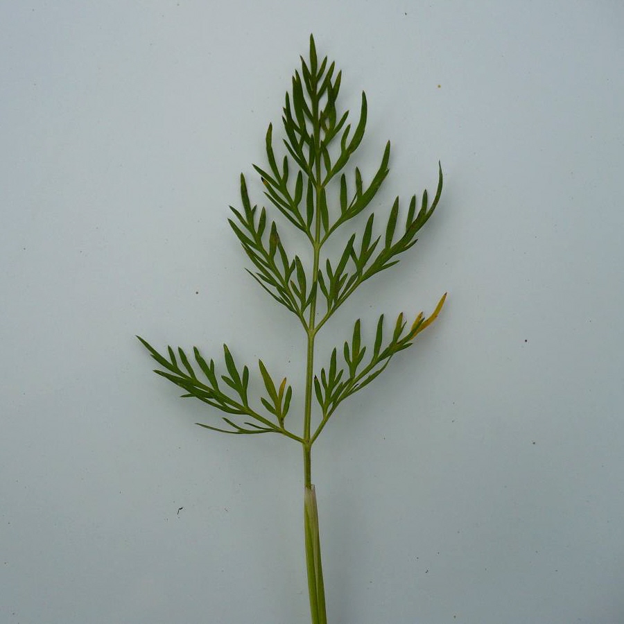 Image of Kadenia dubia specimen.