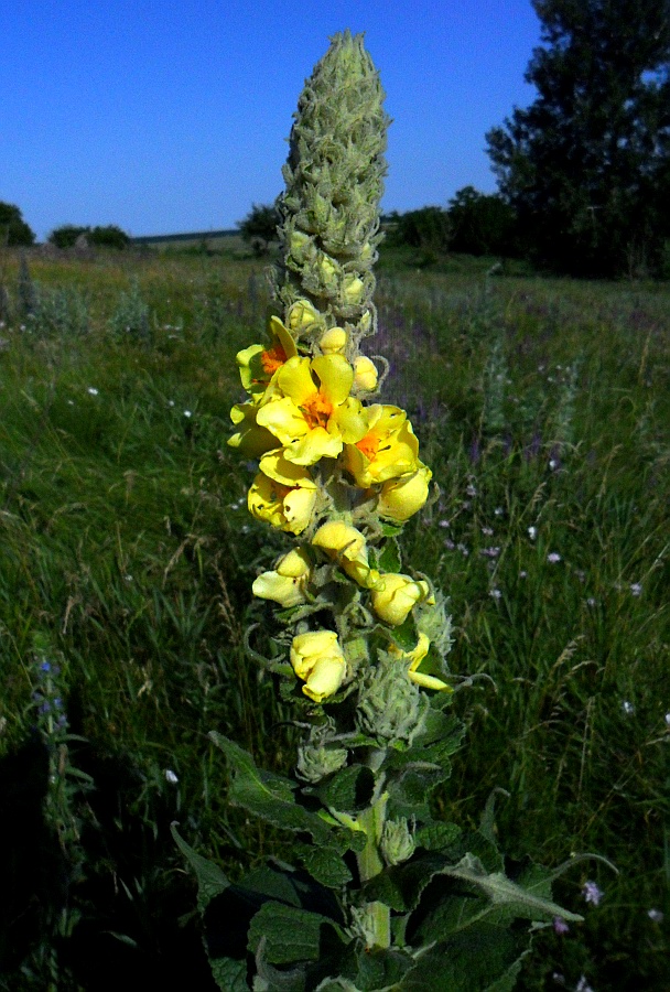 Изображение особи Verbascum ovalifolium.