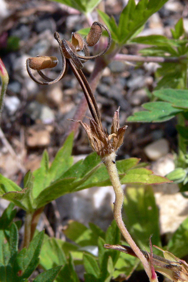 Image of Geranium sibiricum specimen.