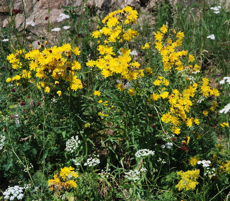 Изображение особи род Hieracium.