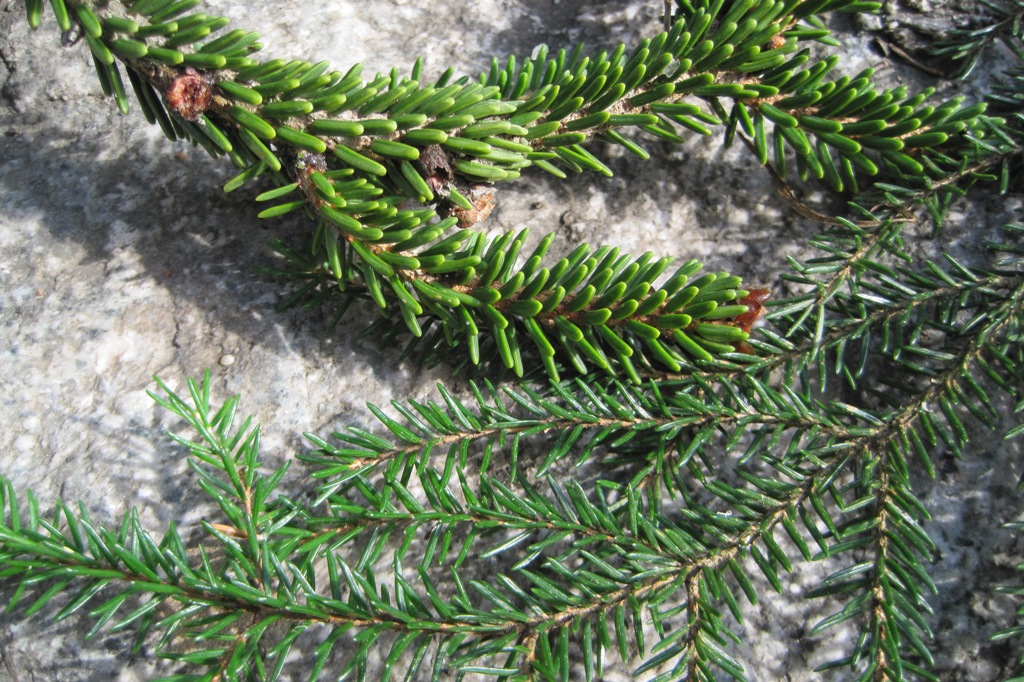 Image of Picea orientalis specimen.