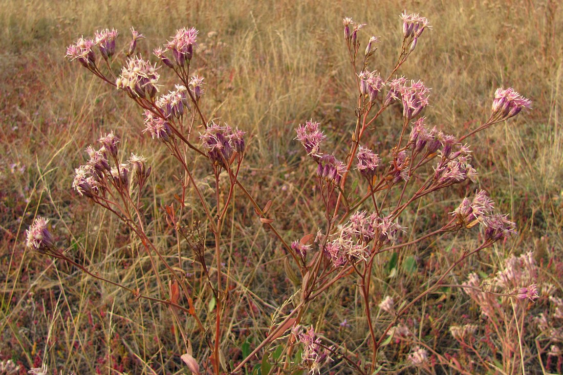 Image of Saussurea salsa specimen.