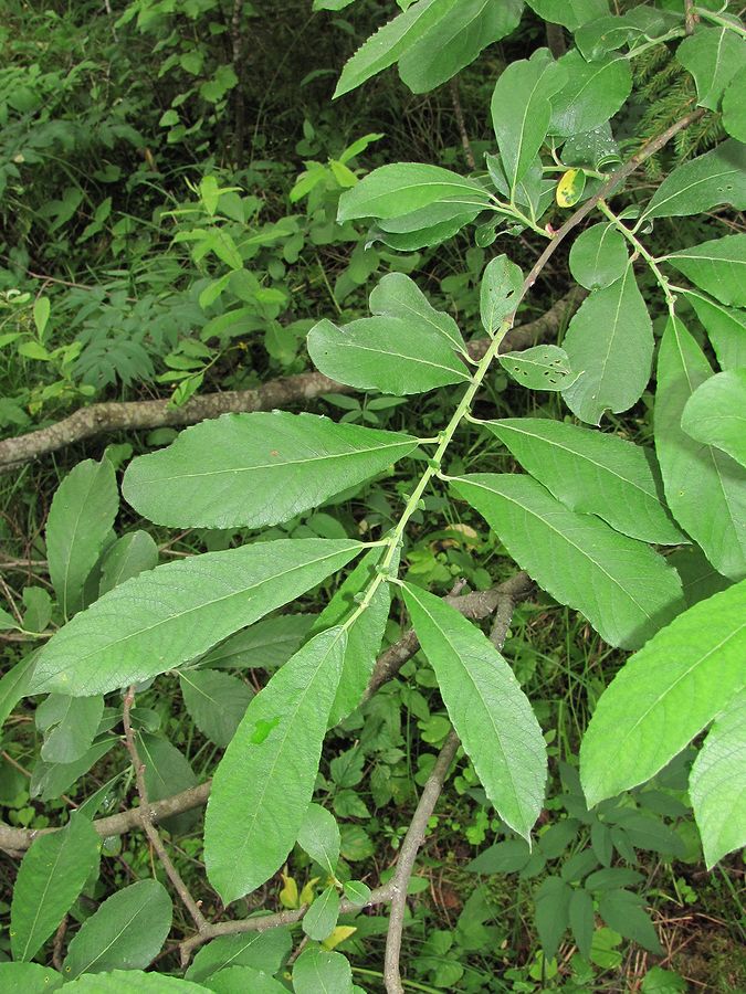 Image of genus Salix specimen.