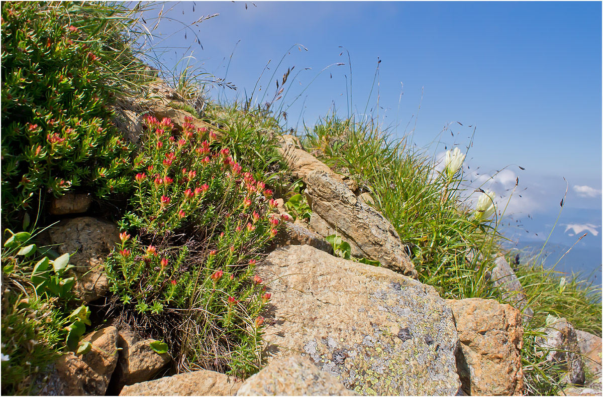 Image of Rhodiola quadrifida specimen.