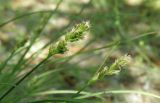 Carex spicata