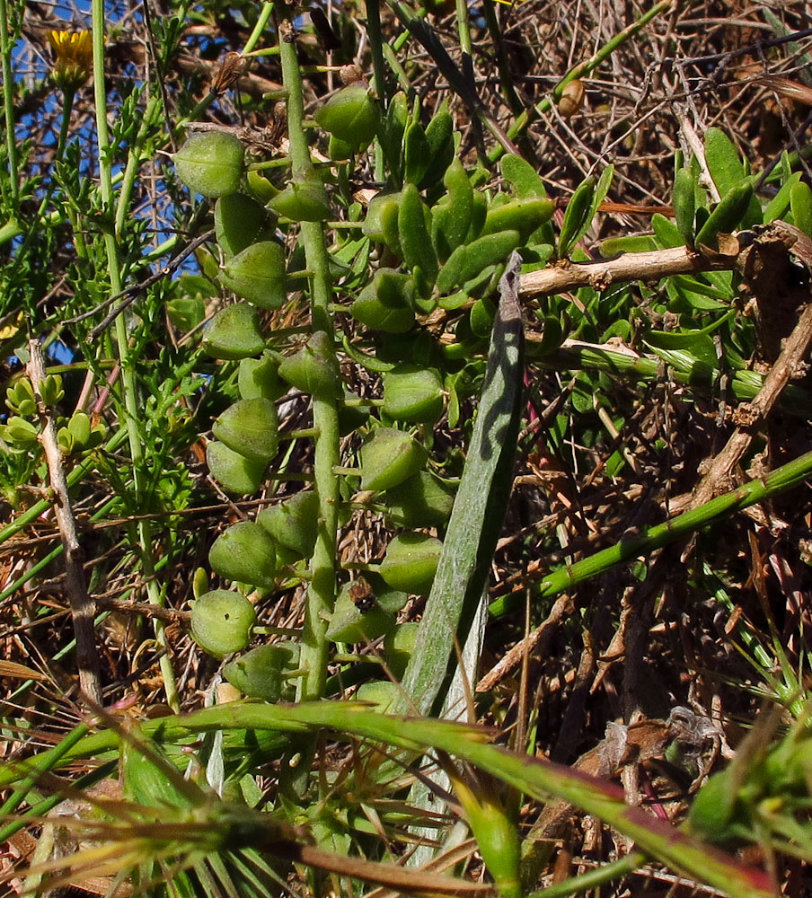 Image of Leopoldia bicolor specimen.