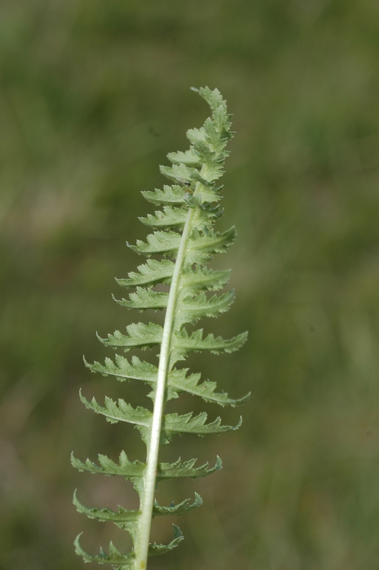 Image of Pedicularis songarica specimen.