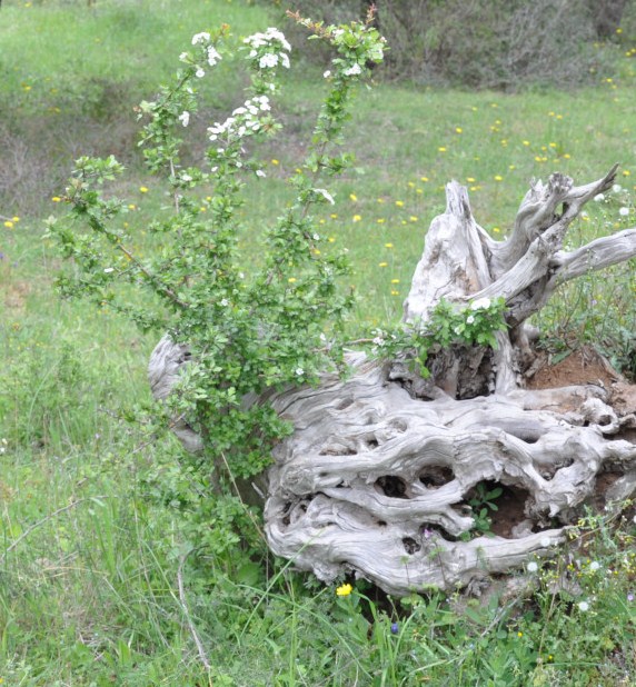 Image of genus Crataegus specimen.