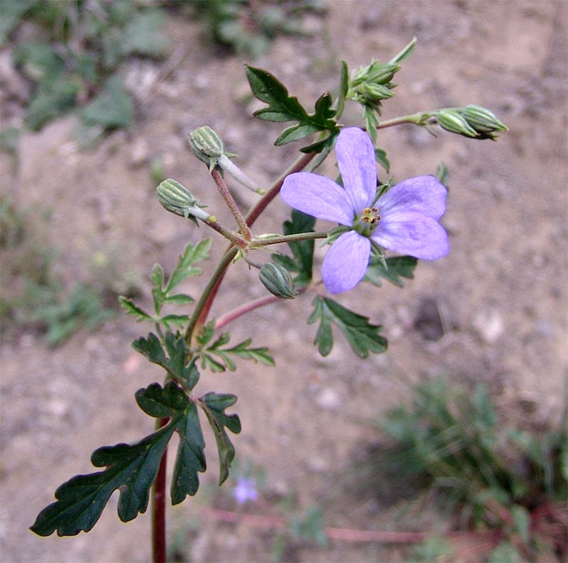 Изображение особи Erodium oxyrhynchum.