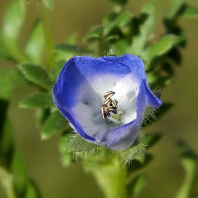 Изображение особи Nemophila menziesii.