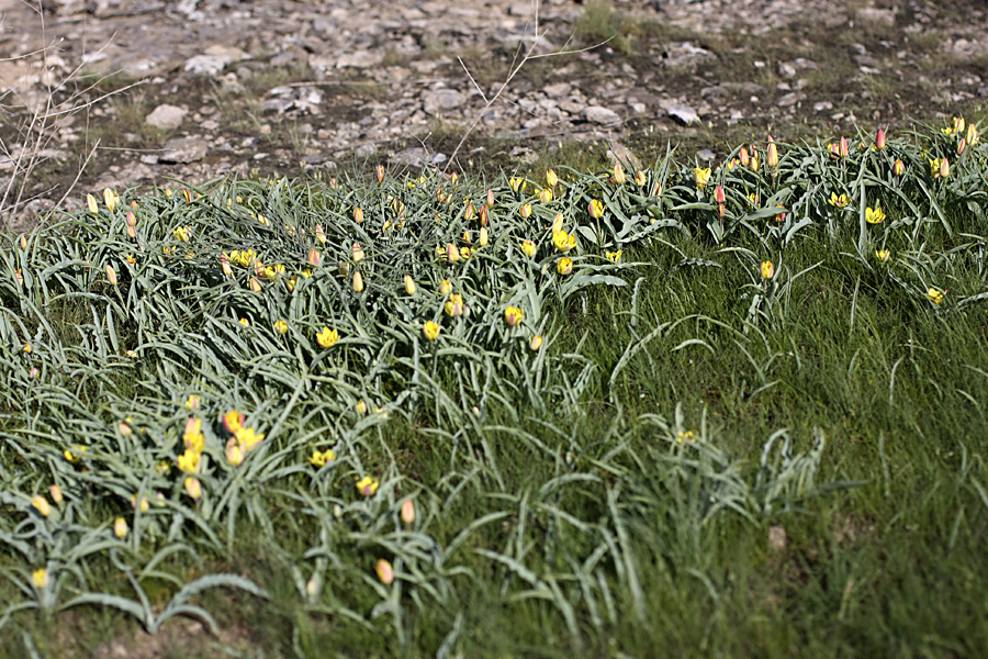 Изображение особи Tulipa lemmersii.