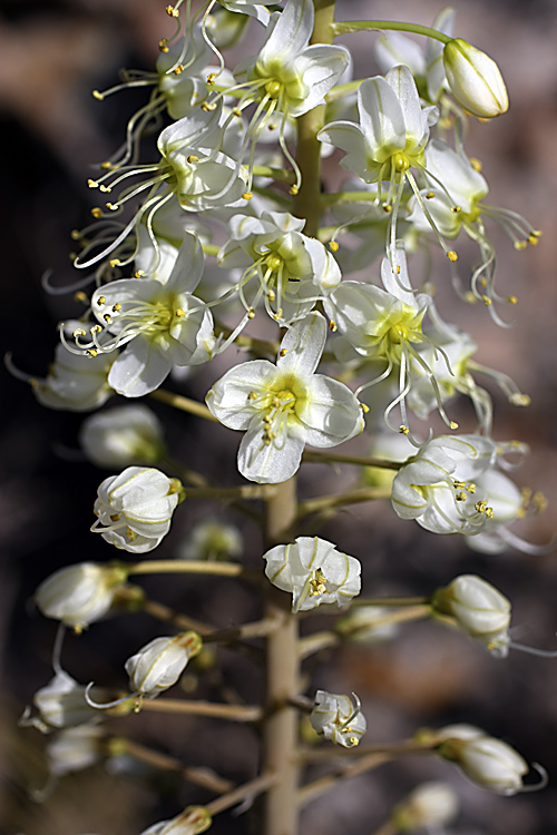 Image of Eremurus lactiflorus specimen.