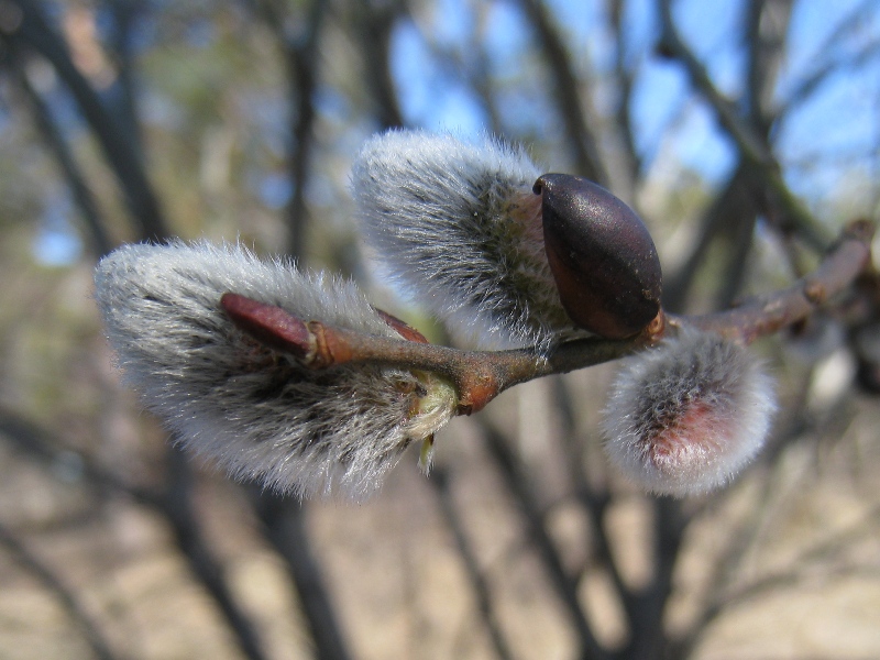 Image of Salix caprea specimen.