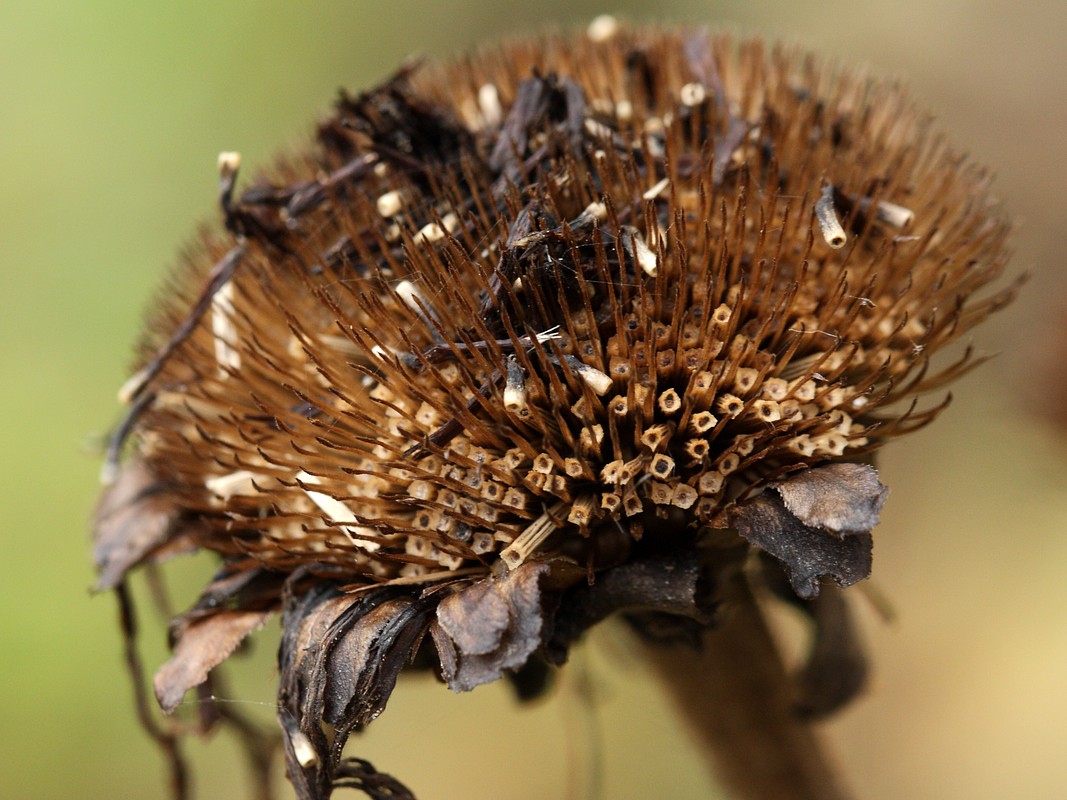 Image of Telekia speciosa specimen.