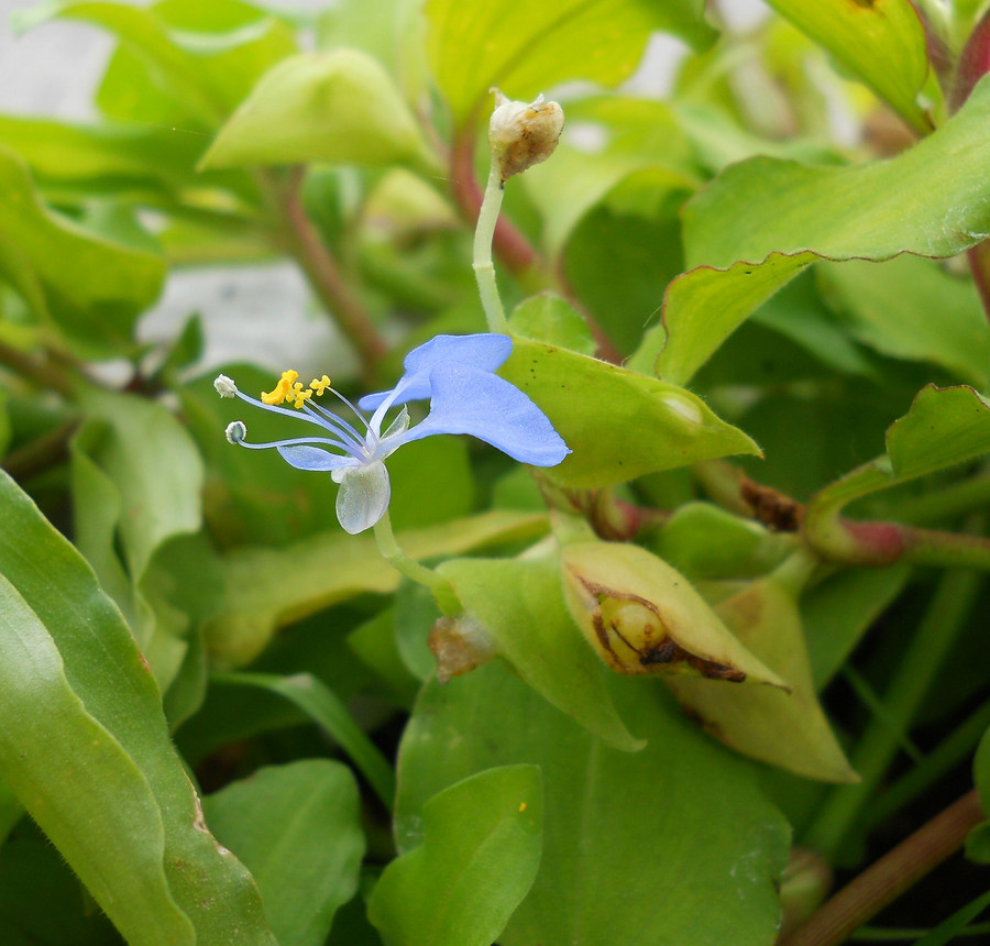 Image of Commelina communis specimen.