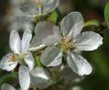 Malus domestica. Цветок. Московская обл., Раменский р-н, окр. дер. Хрипань, садовый участок. 16.05.2012.