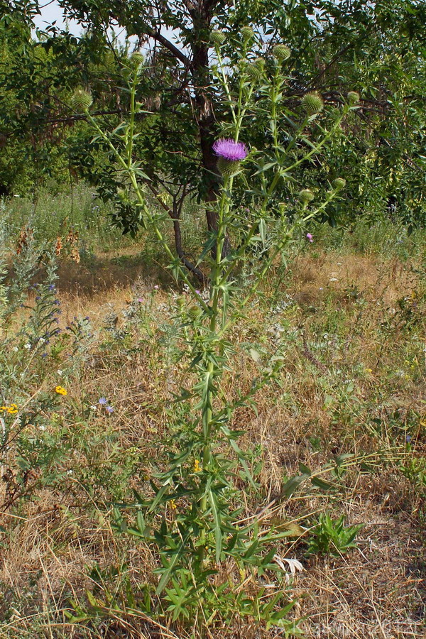 Image of Cirsium serrulatum specimen.