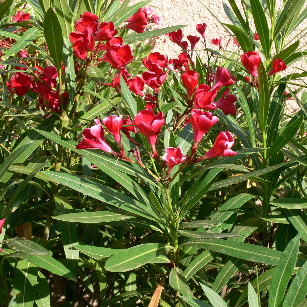 Image of Nerium oleander specimen.