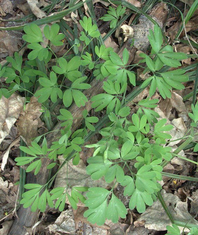 Image of genus Corydalis specimen.