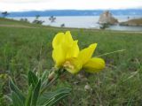 Thermopsis lanceolata