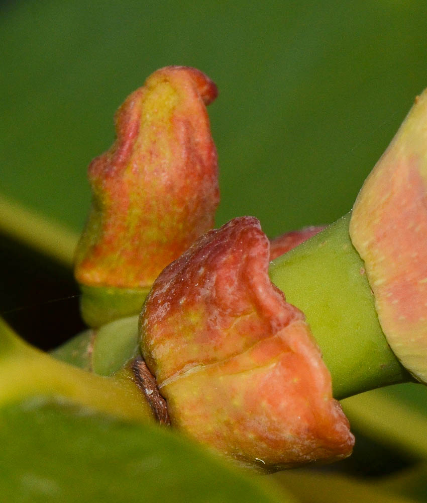 Image of Ficus elastica specimen.