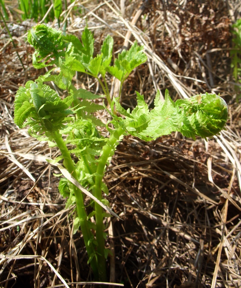 Изображение особи Matteuccia struthiopteris.