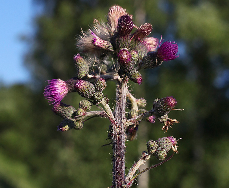 Image of Cirsium palustre specimen.