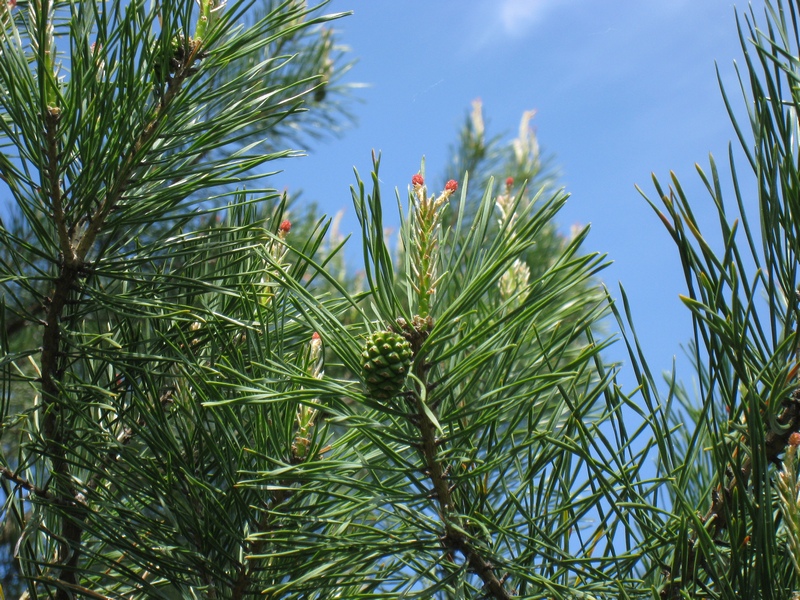 Image of Pinus sylvestris specimen.