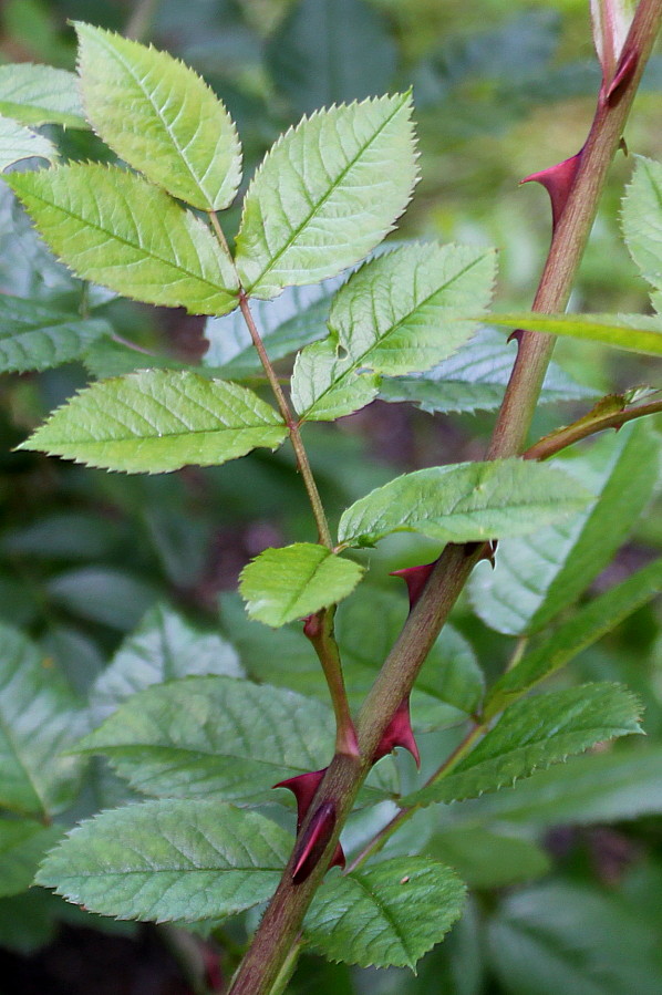 Image of Rosa stylosa specimen.