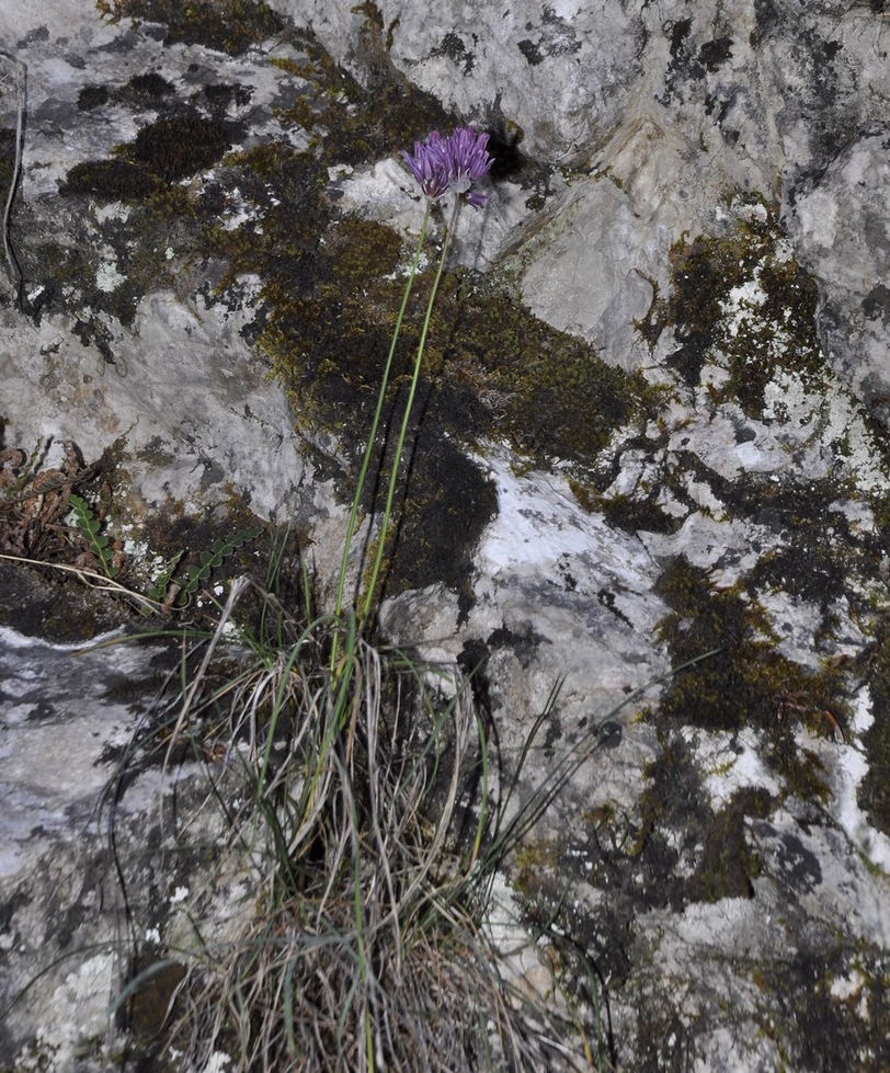 Image of Allium heldreichii specimen.