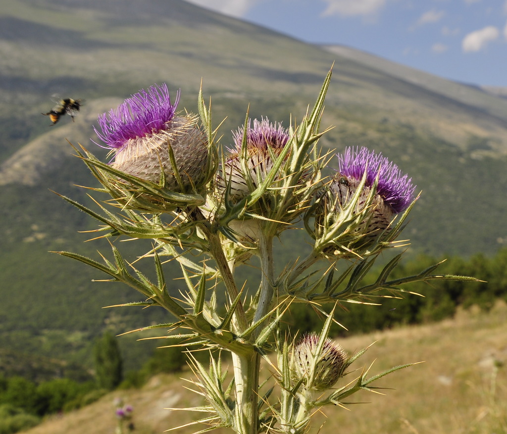 Image of Cirsium eriophorum specimen.