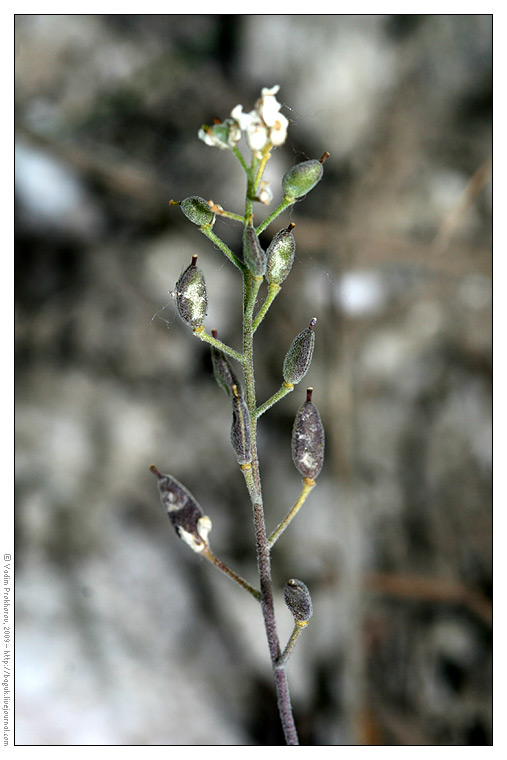 Image of Schivereckia podolica specimen.