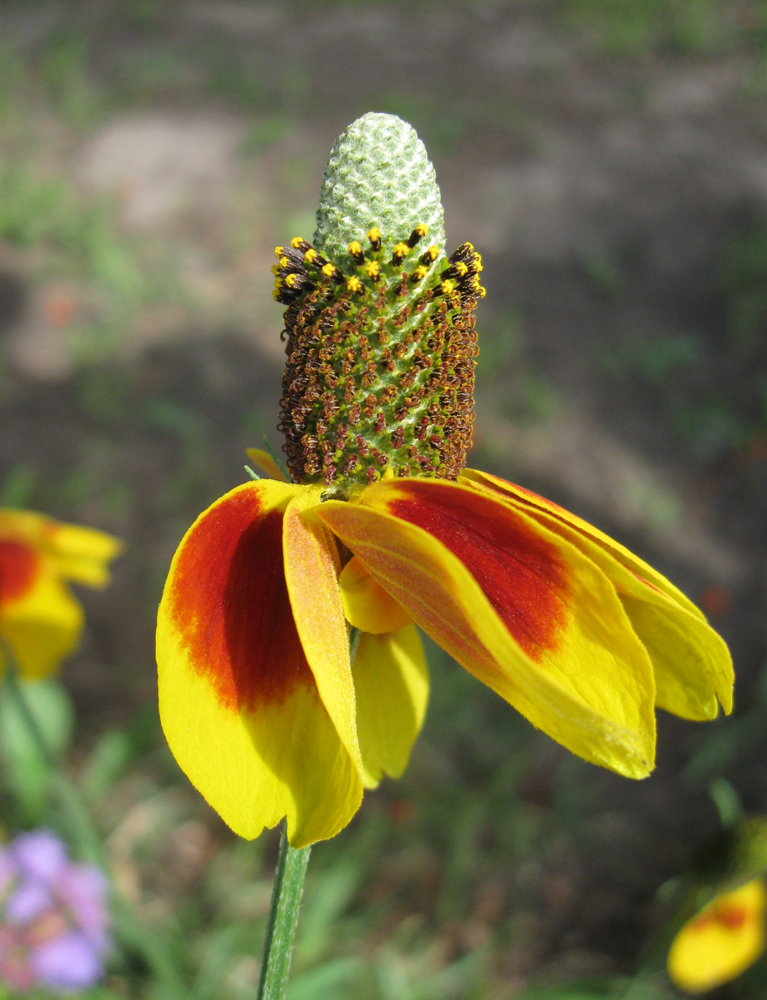 Изображение особи Rudbeckia columnifera.