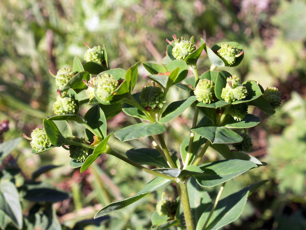 Изображение особи Euphorbia pachyrrhiza.