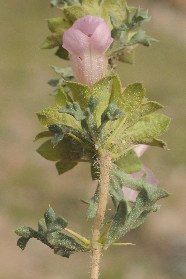 Image of Lagochilus platyacanthus specimen.