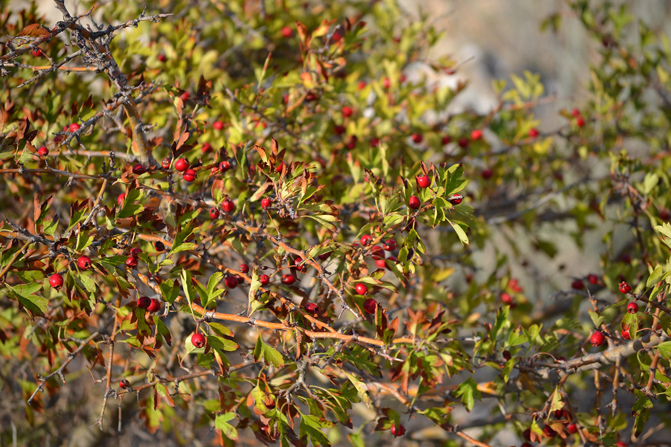 Изображение особи род Crataegus.