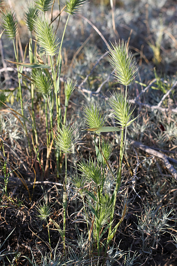 Image of Eremopyrum bonaepartis specimen.