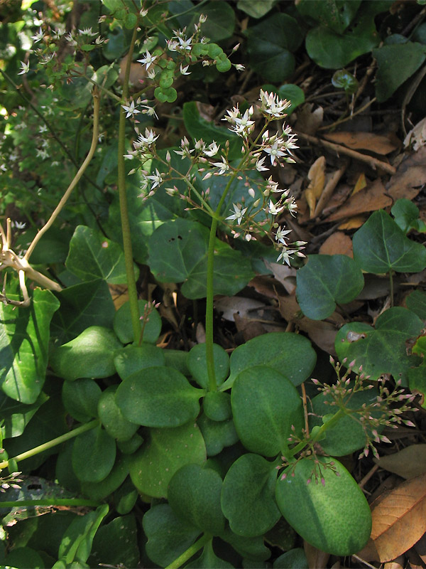 Изображение особи Crassula multicava.