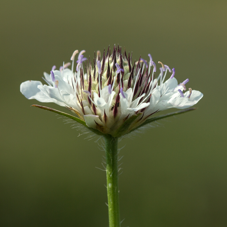 Image of Cephalaria transsylvanica specimen.