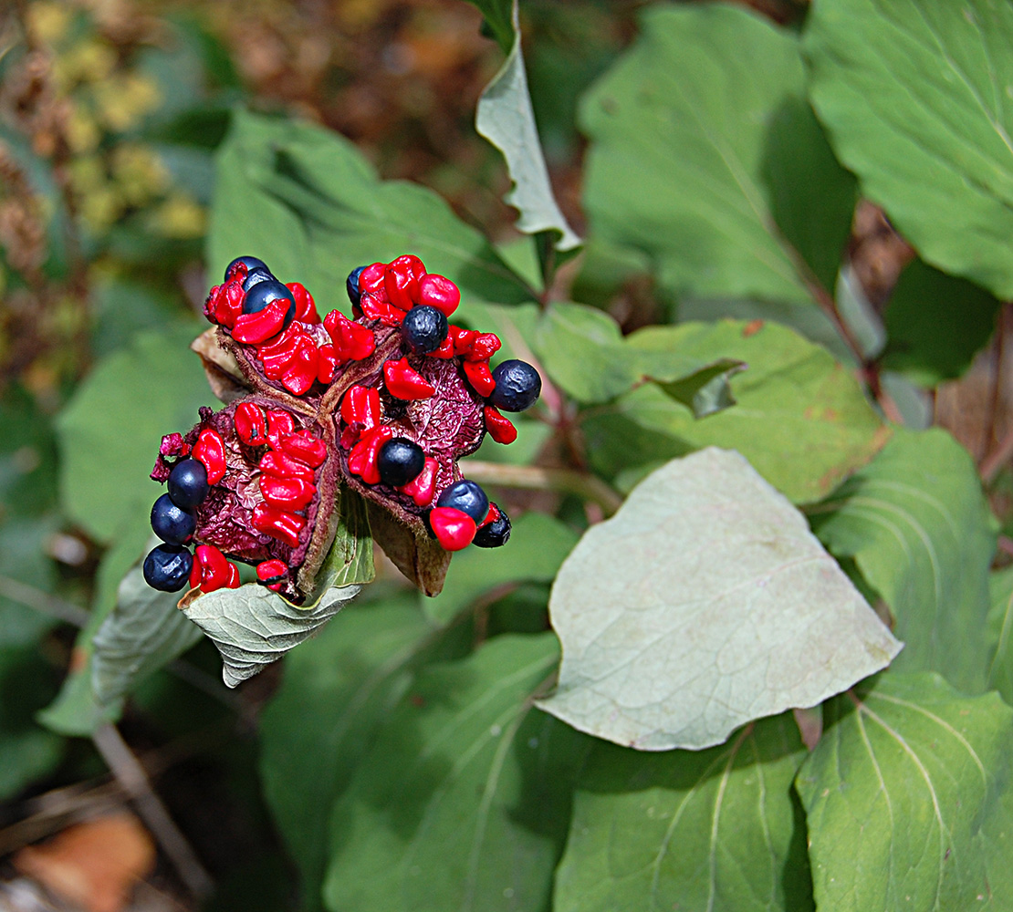 Image of Paeonia daurica specimen.