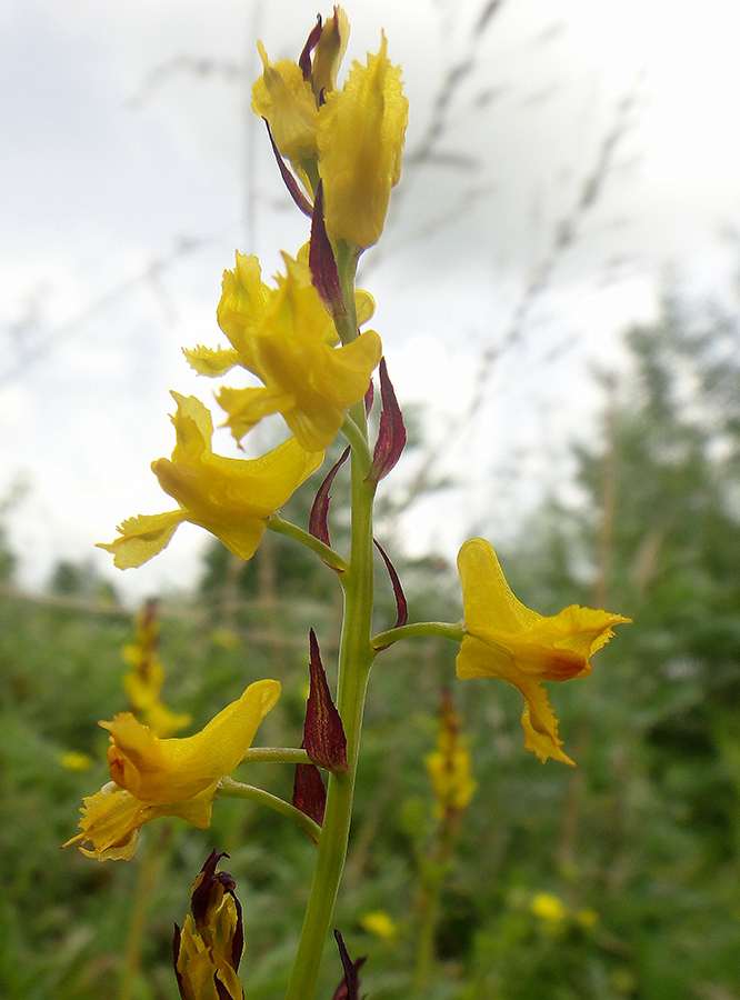 Изображение особи Corydalis sibirica.