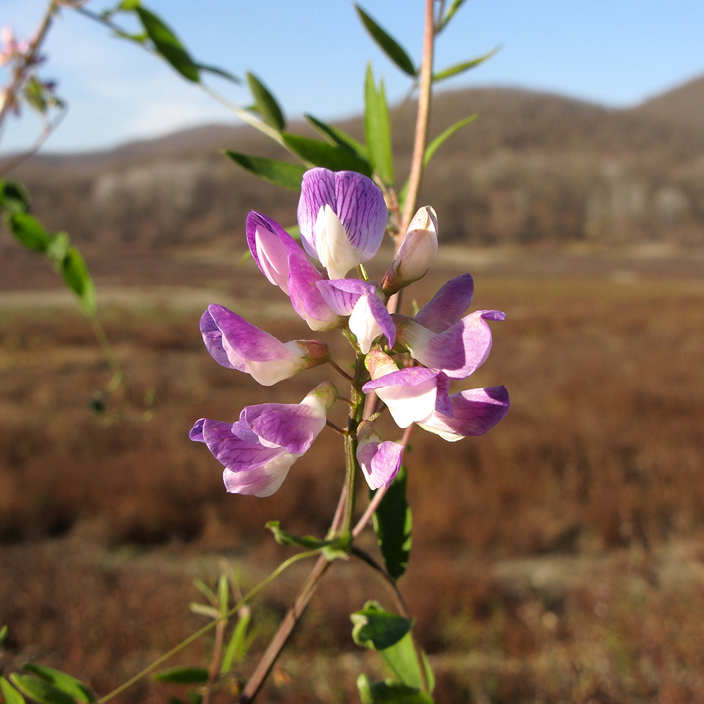 Image of Vicia biennis specimen.