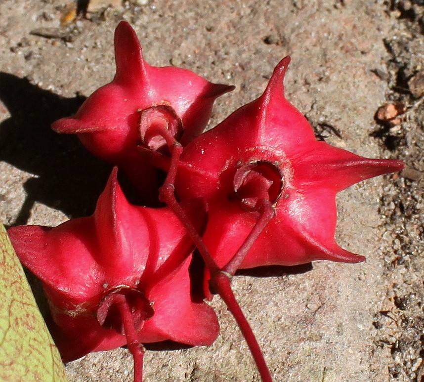 Изображение особи Euonymus sanguineus.