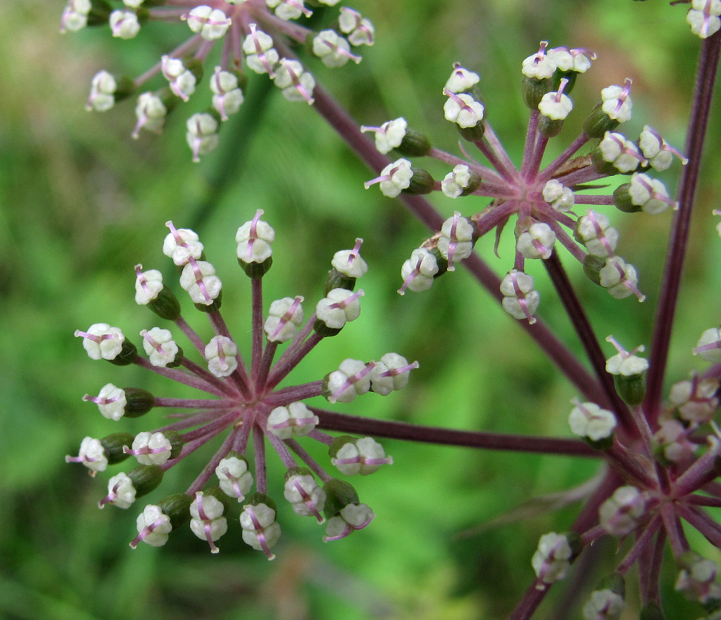 Image of Angelica sylvestris specimen.