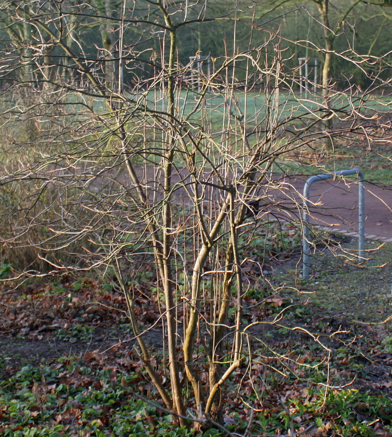 Image of Viburnum lentago specimen.