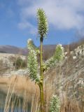 Salix caprea. Верхушка побега с соцветиями. Краснодарский край, г. Новороссийск, мыс Шесхарис, берег водохранилища. 22.03.2014.